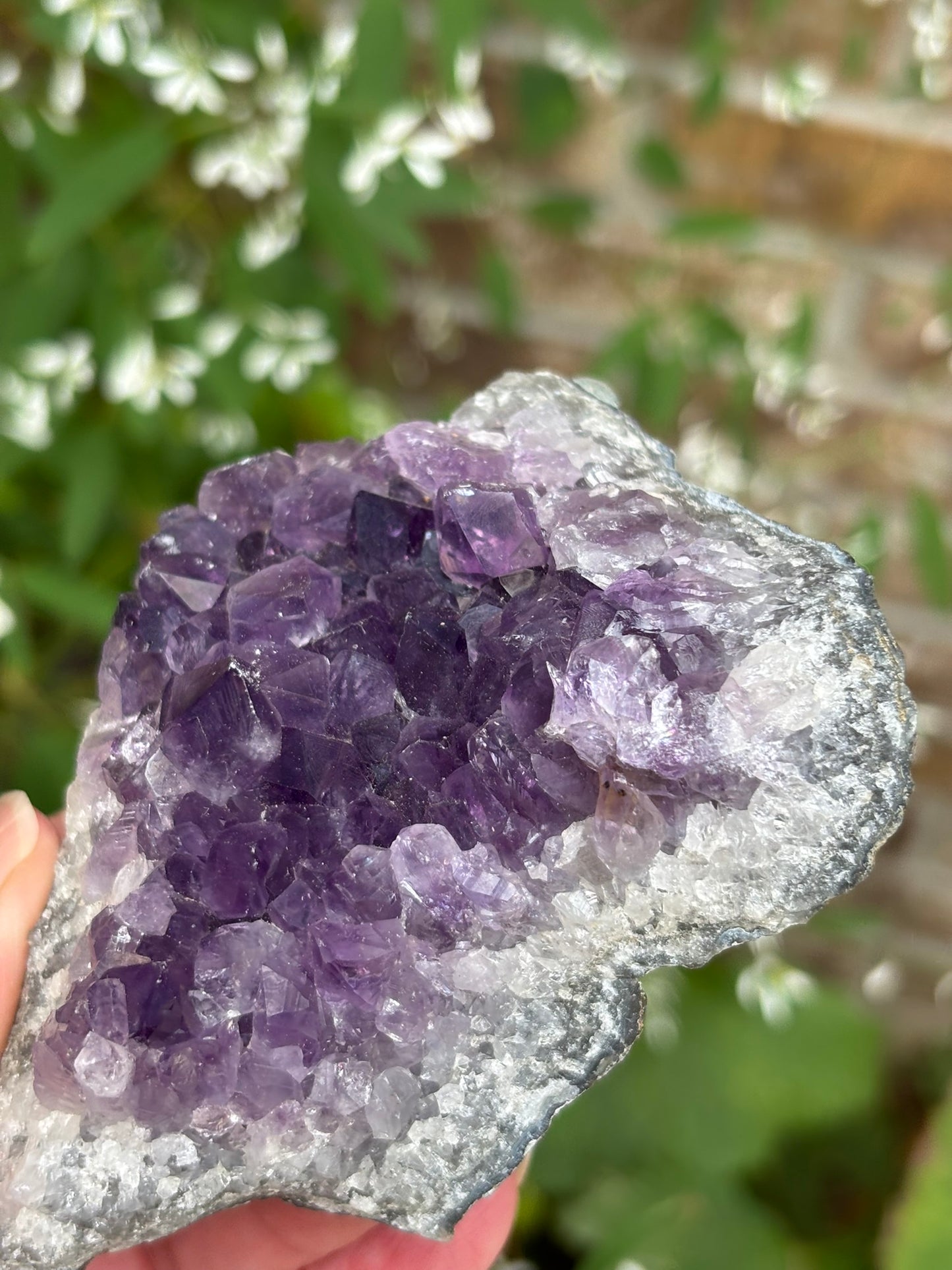 Amethyst Cluster