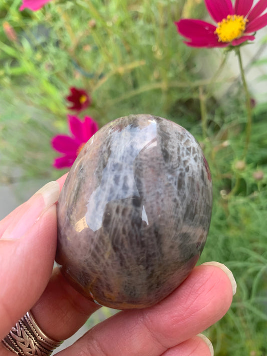 Black Moonstone - Palm Stone