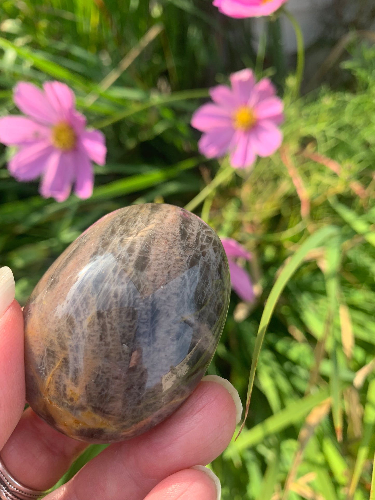 Black Moonstone - Palm Stone