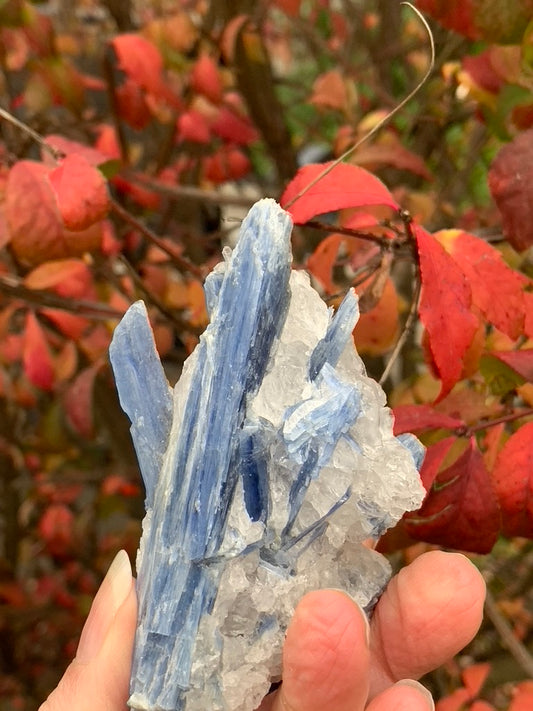 Blue Kyanite with Quartz natural - Brazil