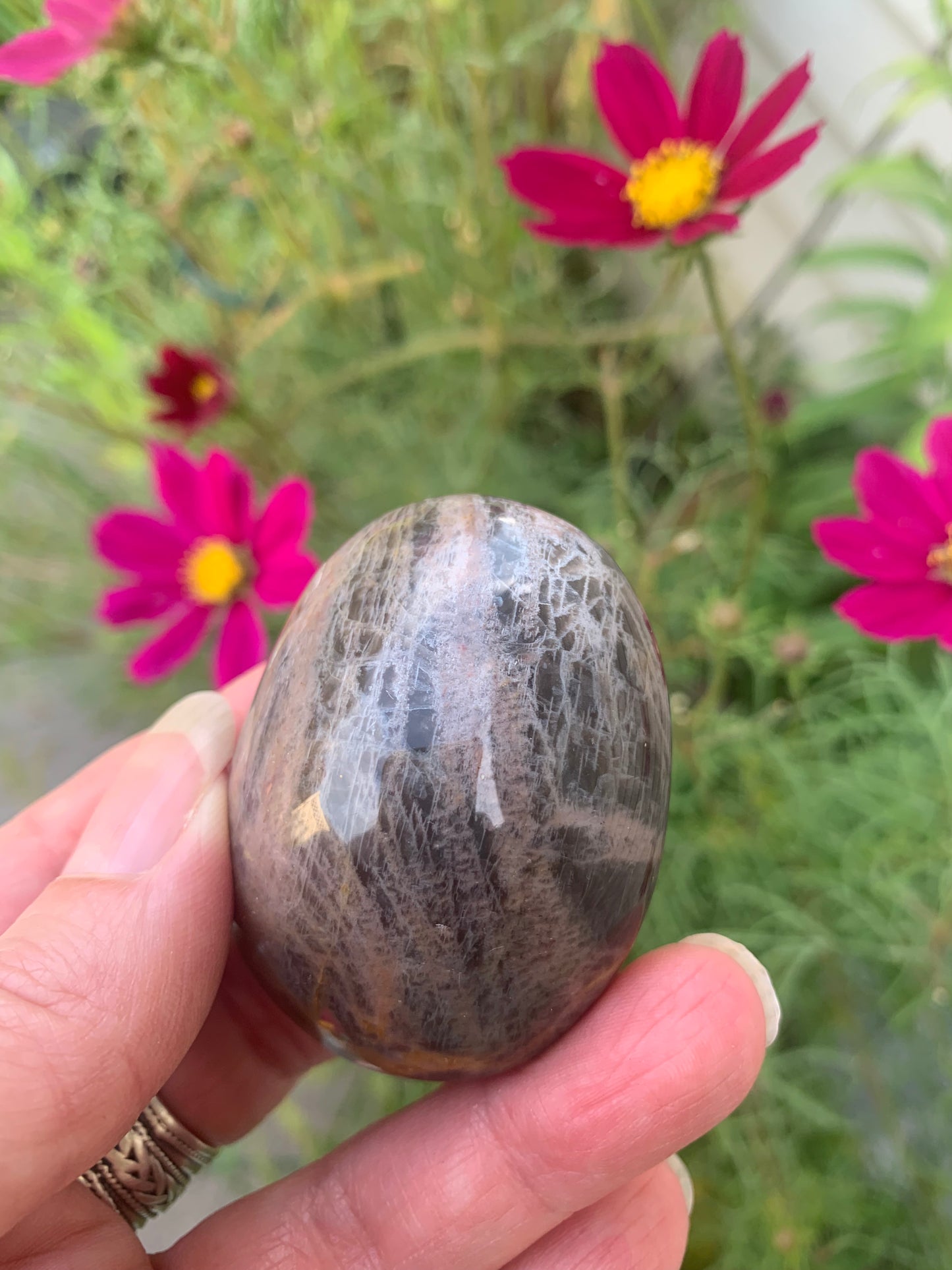Black Moonstone - Palm Stone