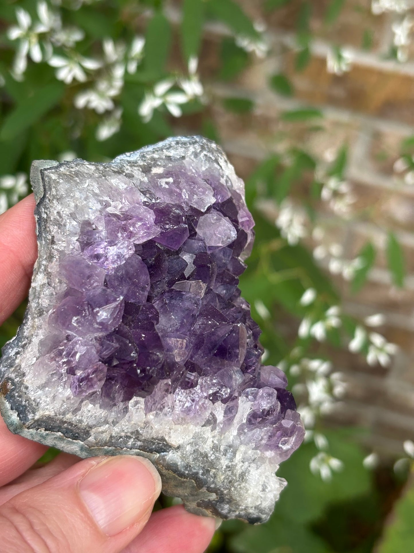 Amethyst Cluster