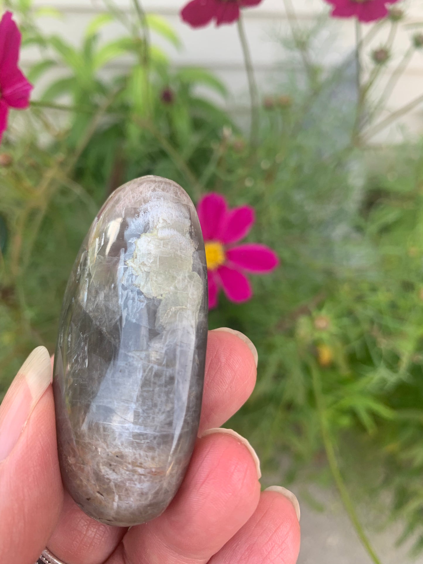 Black Moonstone - Palm Stone