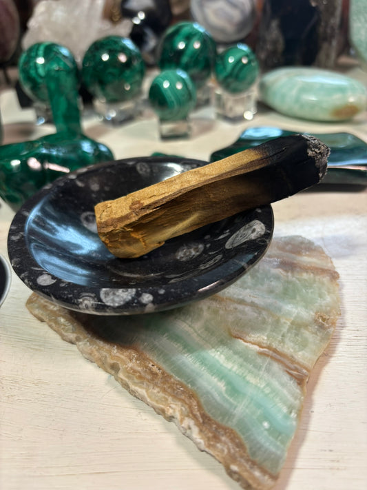Orthoceras Bowl | Morocco