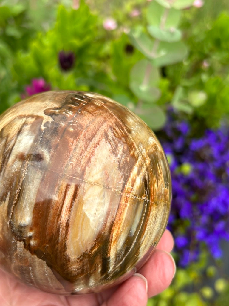 Petrified Wood Sphere - Madagascar