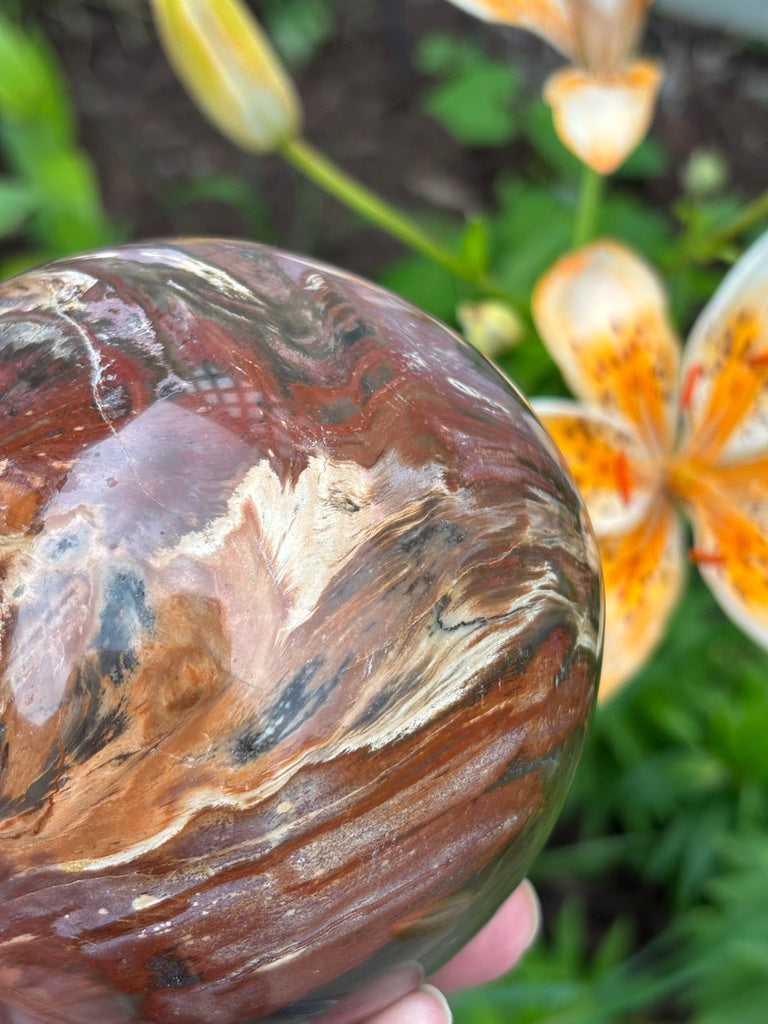 Petrified Wood Sphere - Madagascar