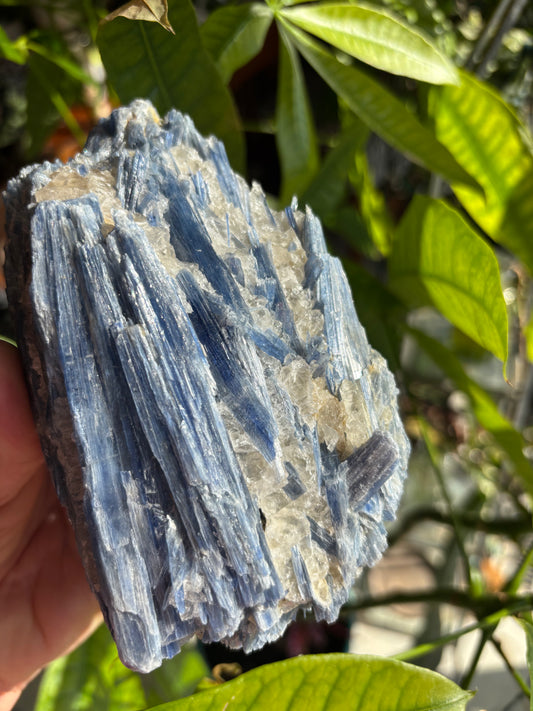 Blue Kyanite with Quartz - Brazil