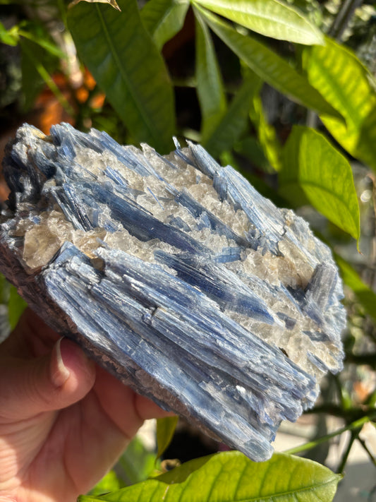 Blue Kyanite with Quartz - Brazil