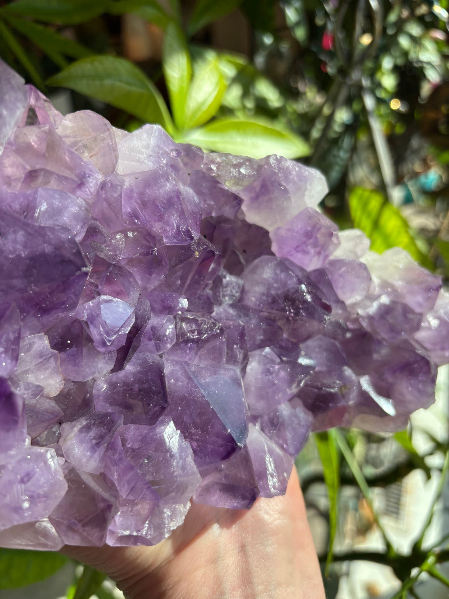 Amethyst Cluster
