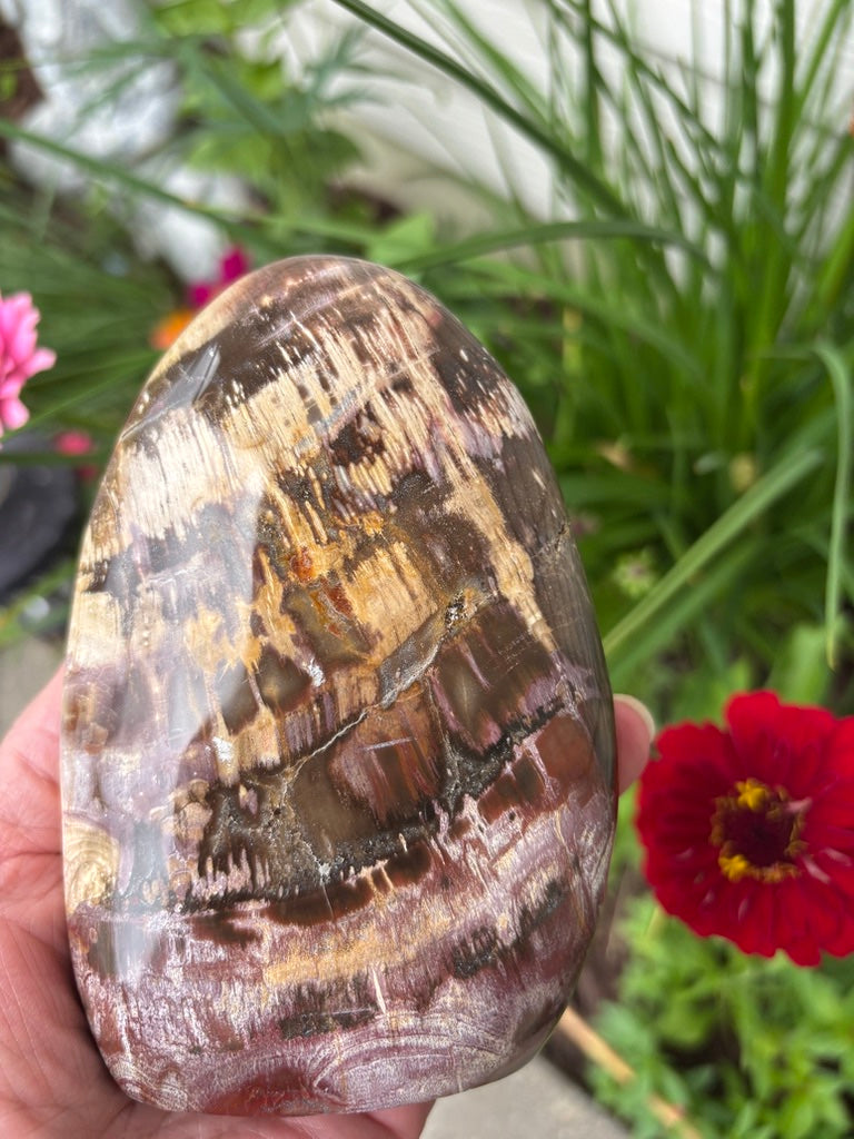 Petrified Wood - Free Form - Madagascar