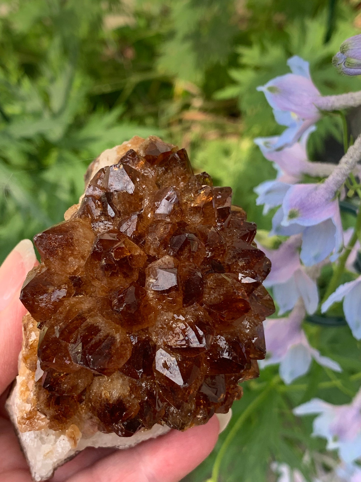 Pine Citrine Cluster - Brazil