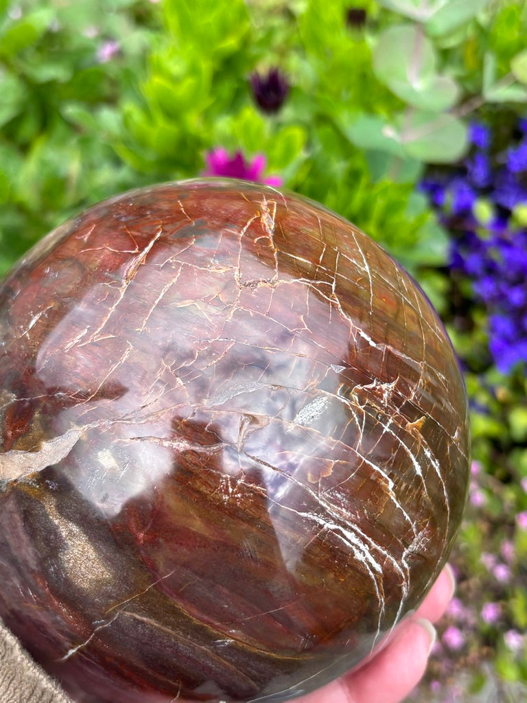 Petrified Wood Sphere - Madagascar