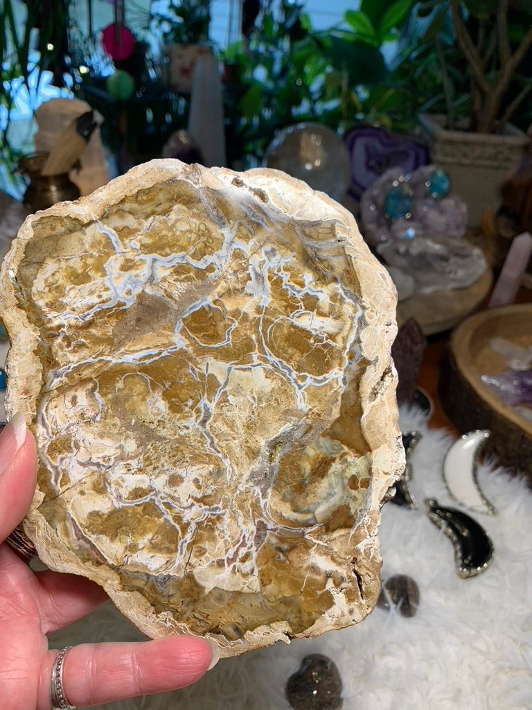 Petrified Wood charging plate - Madagascar