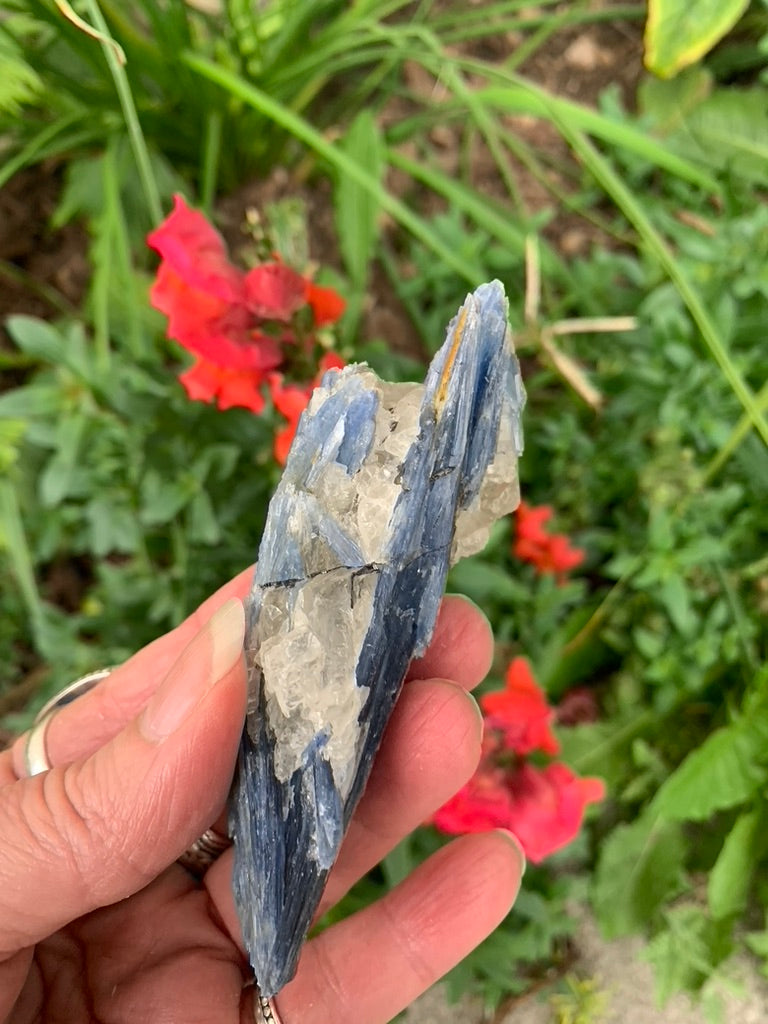 Blue Kyanite with Quartz natural - Brazil