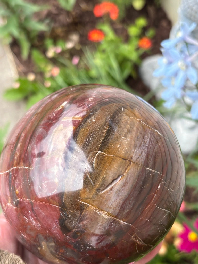Petrified Wood Sphere - Madagascar