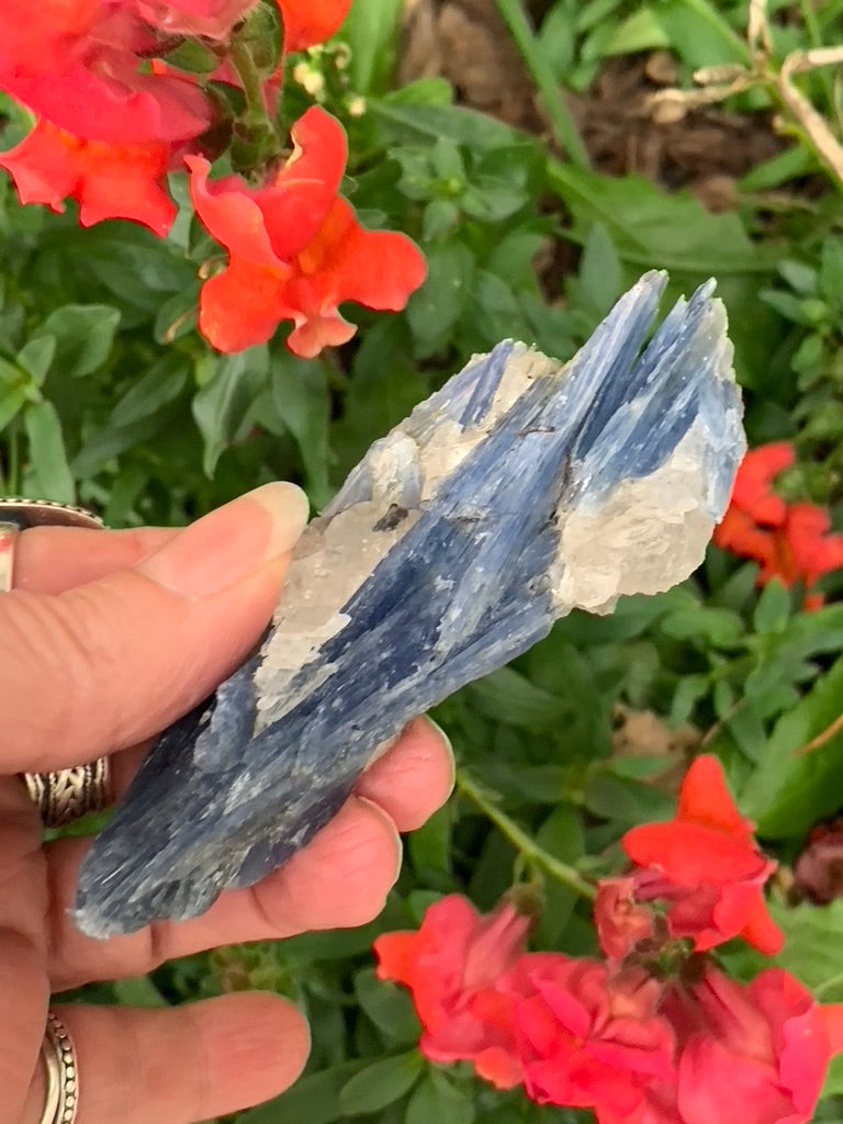 Blue Kyanite with Quartz natural - Brazil