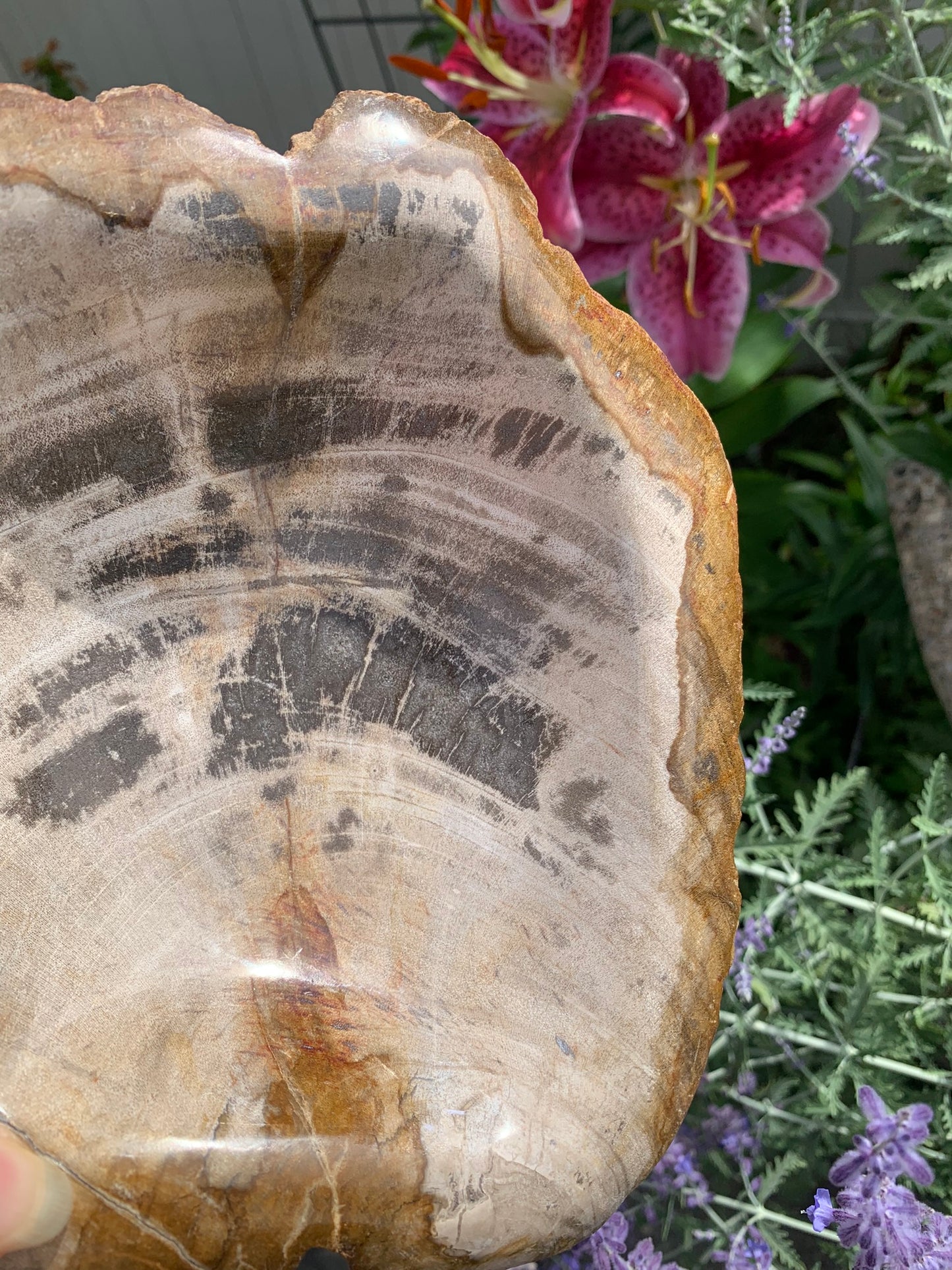 Fossilized Palm Root Bowl