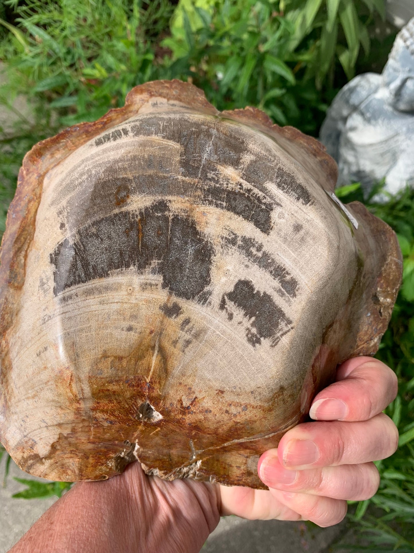 Fossilized Palm Root Bowl