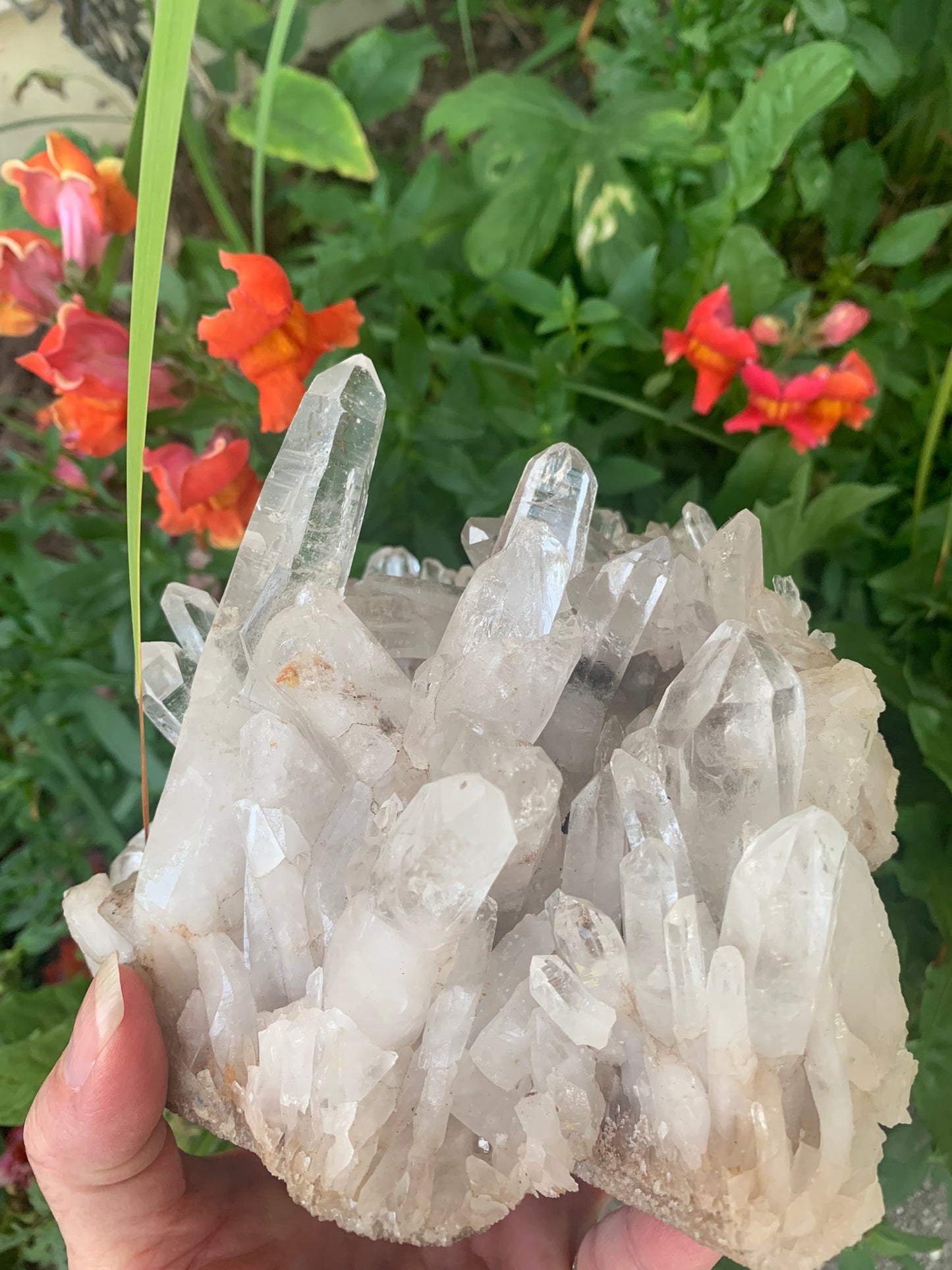 Lemurian Quartz Cluster