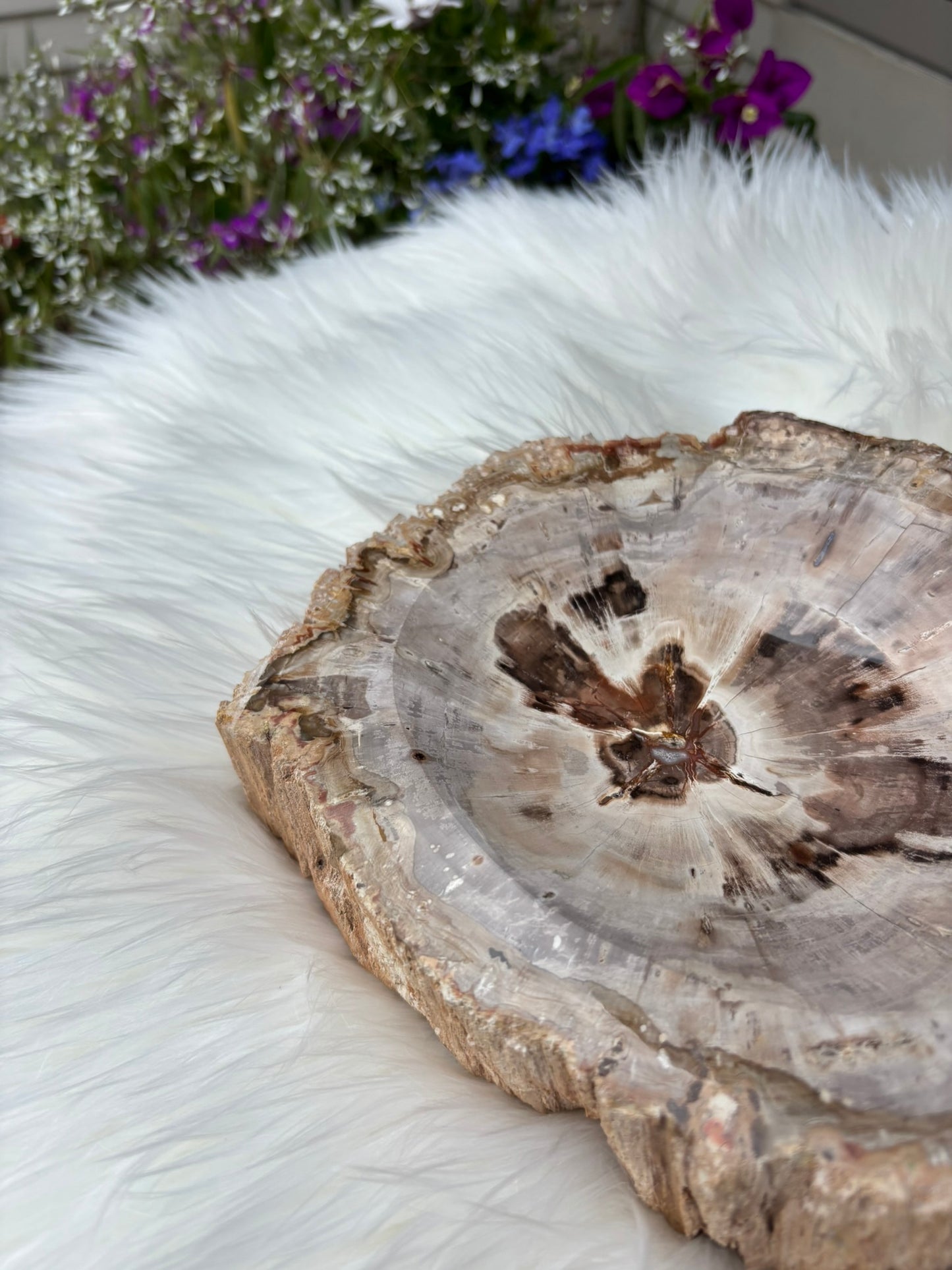 Petrified Wood Bowl  - Madagascar