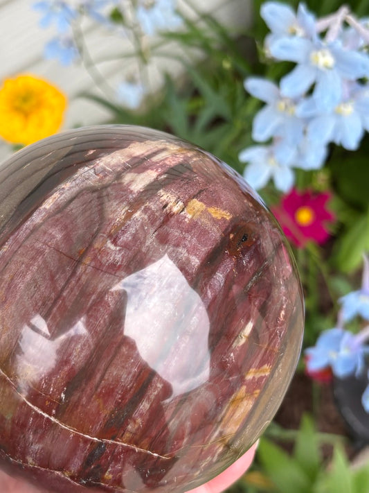 Petrified Wood Sphere - Madagascar