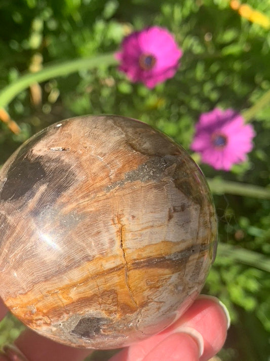 Fossilized Palm Root Sphere