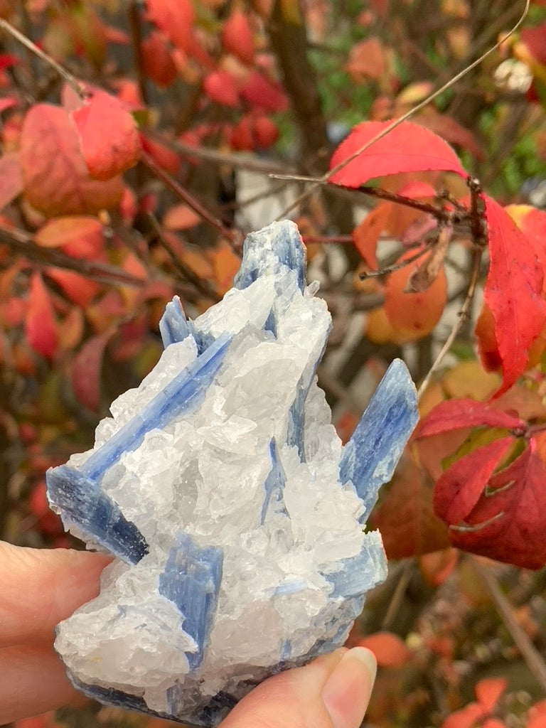 Blue  Kyanite with Quartz natural - Brazil