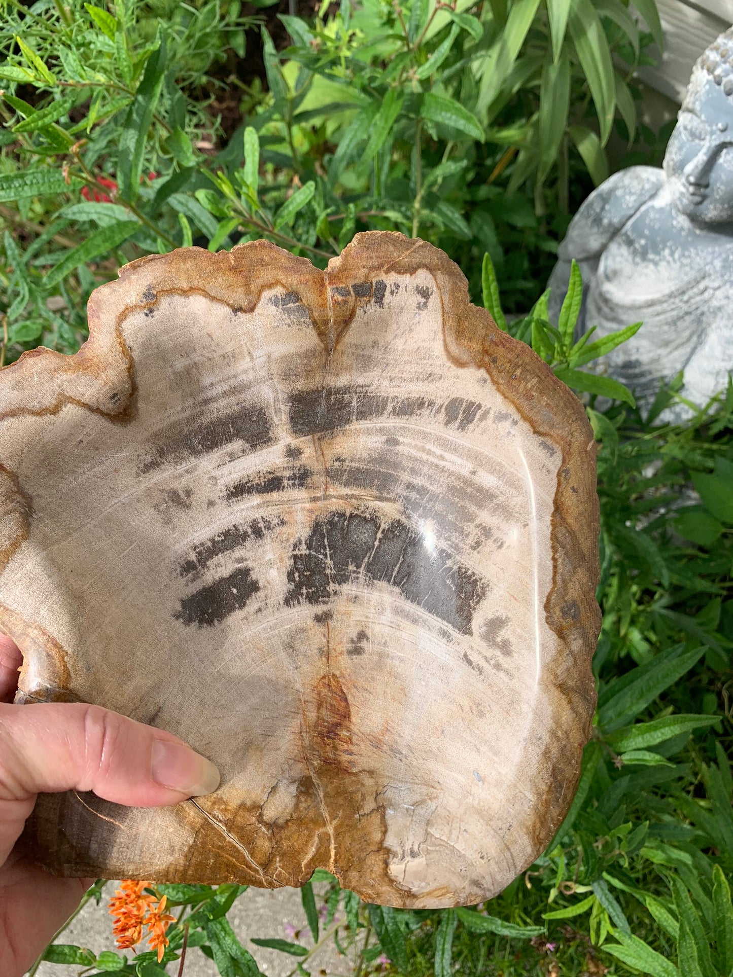 Fossilized Palm Root Bowl