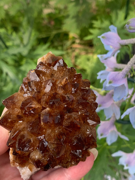 Pine Citrine Cluster - Brazil