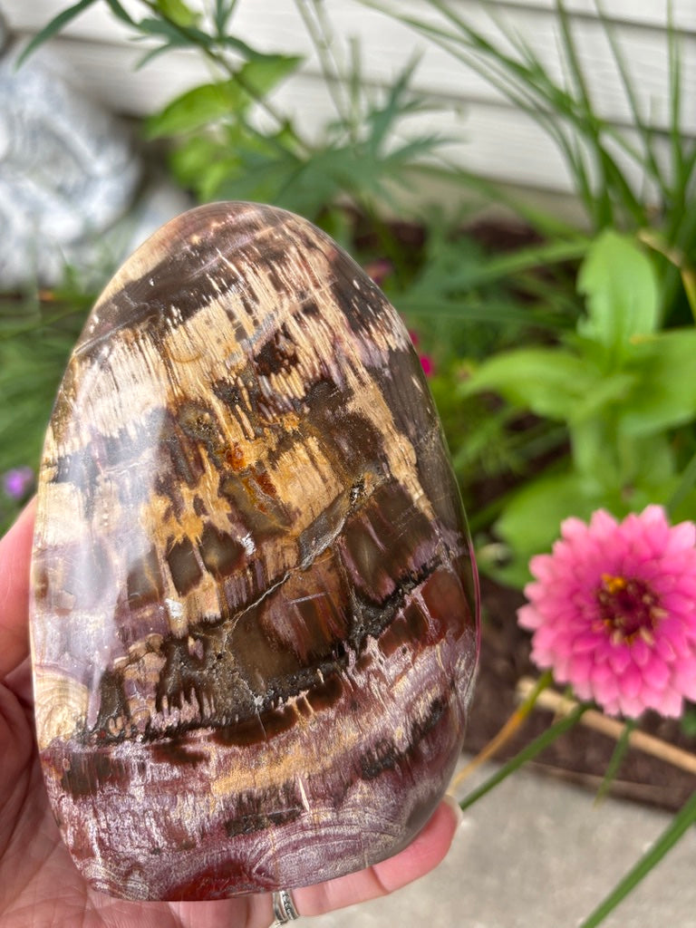 Petrified Wood - Free Form - Madagascar