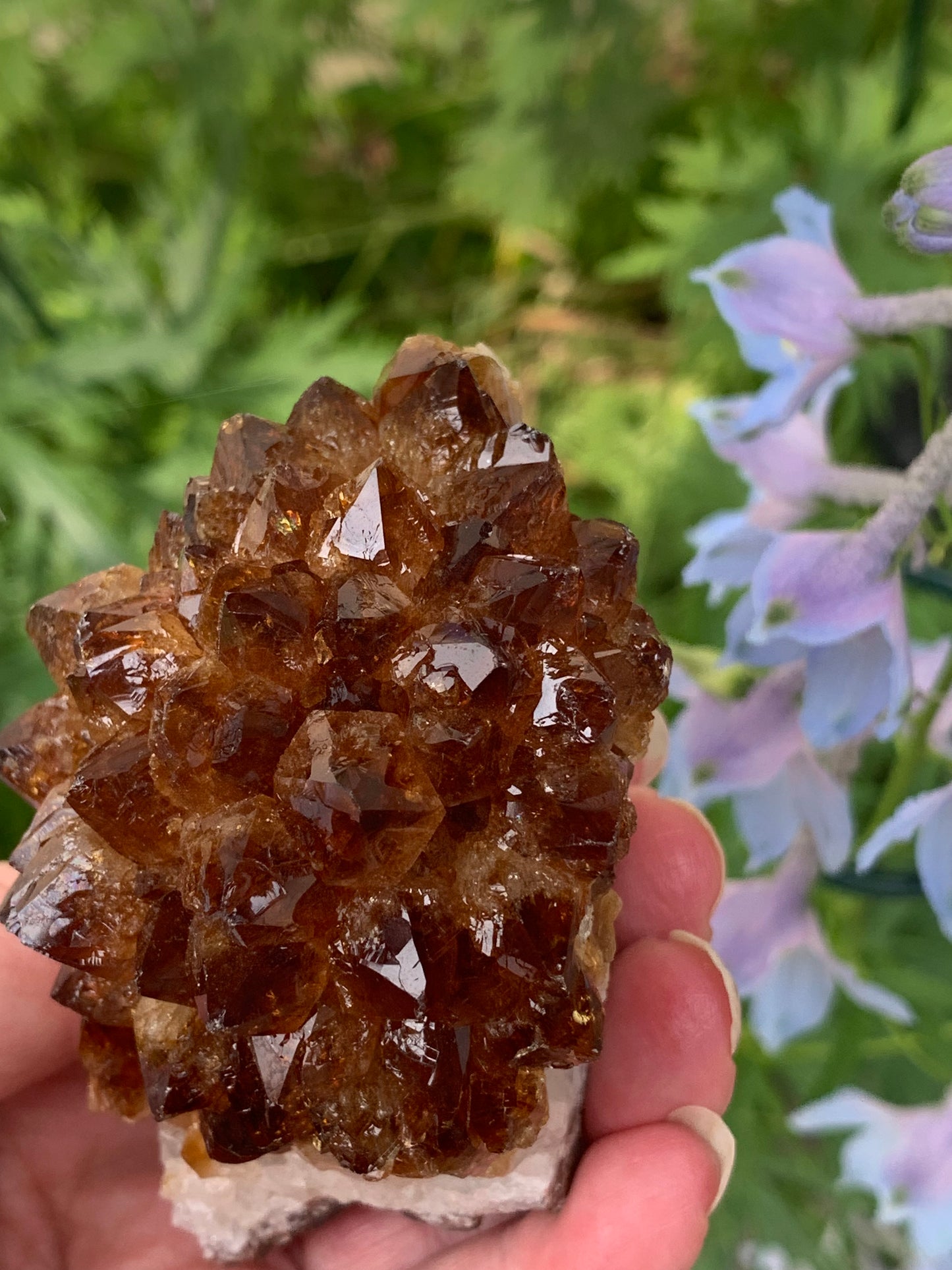 Pine Citrine Cluster - Brazil