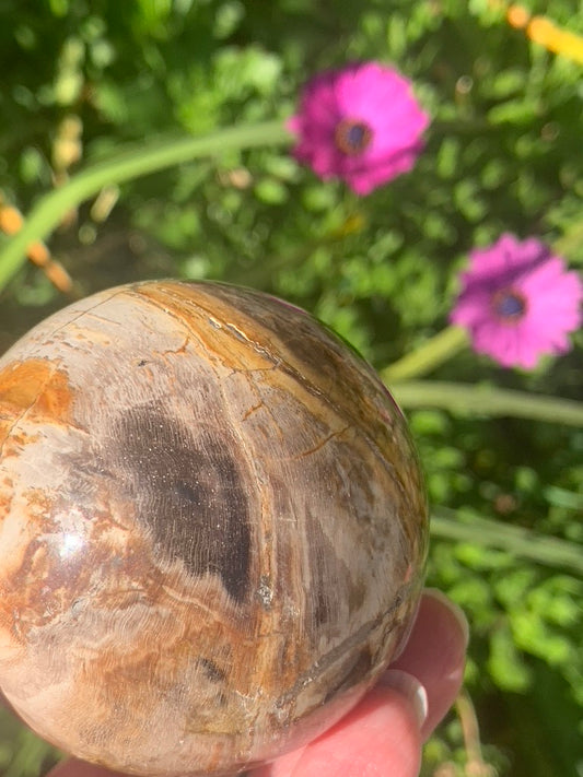 Fossilized Palm Root Sphere