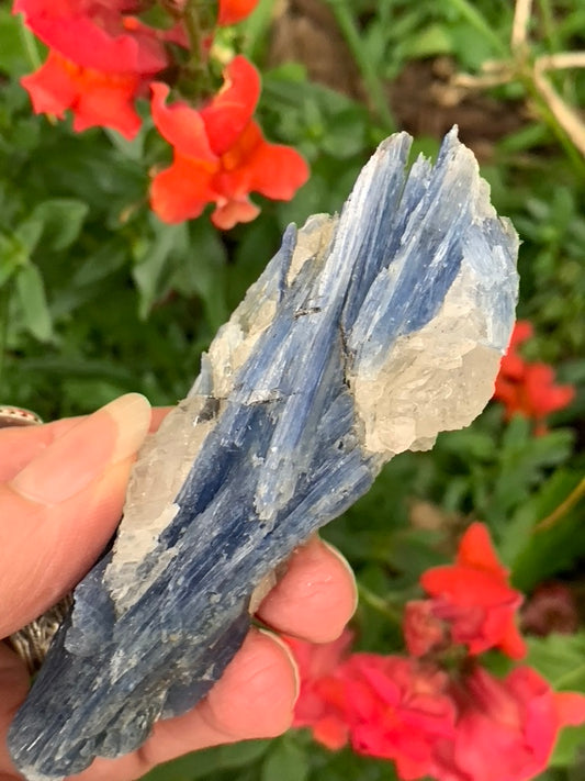 Blue Kyanite with Quartz natural - Brazil