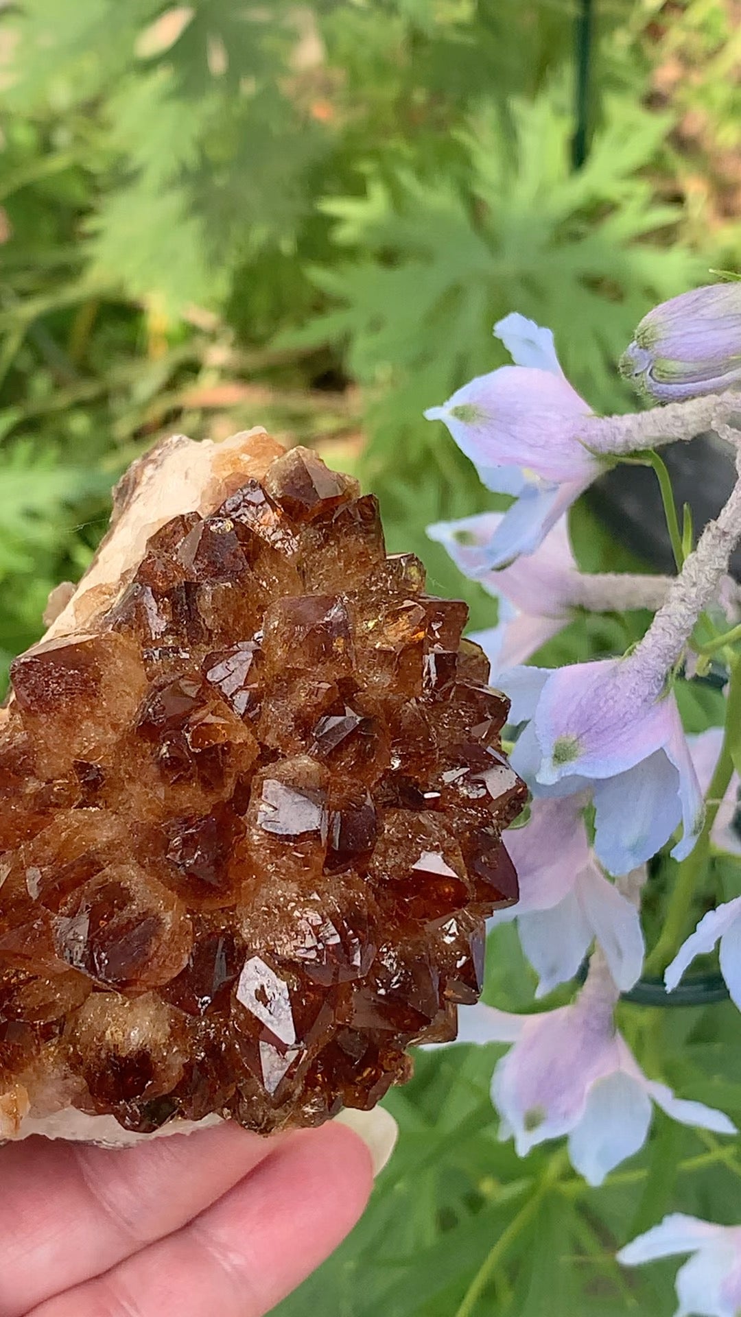 Pine Citrine Cluster - Brazil