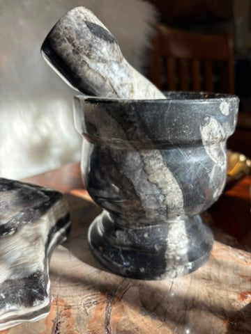 Orthoceras | Mortar and Pestle