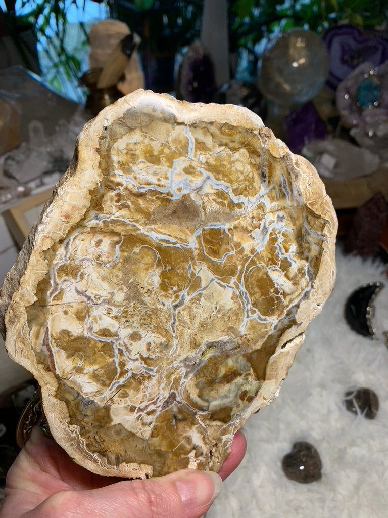 Petrified Wood charging plate - Madagascar