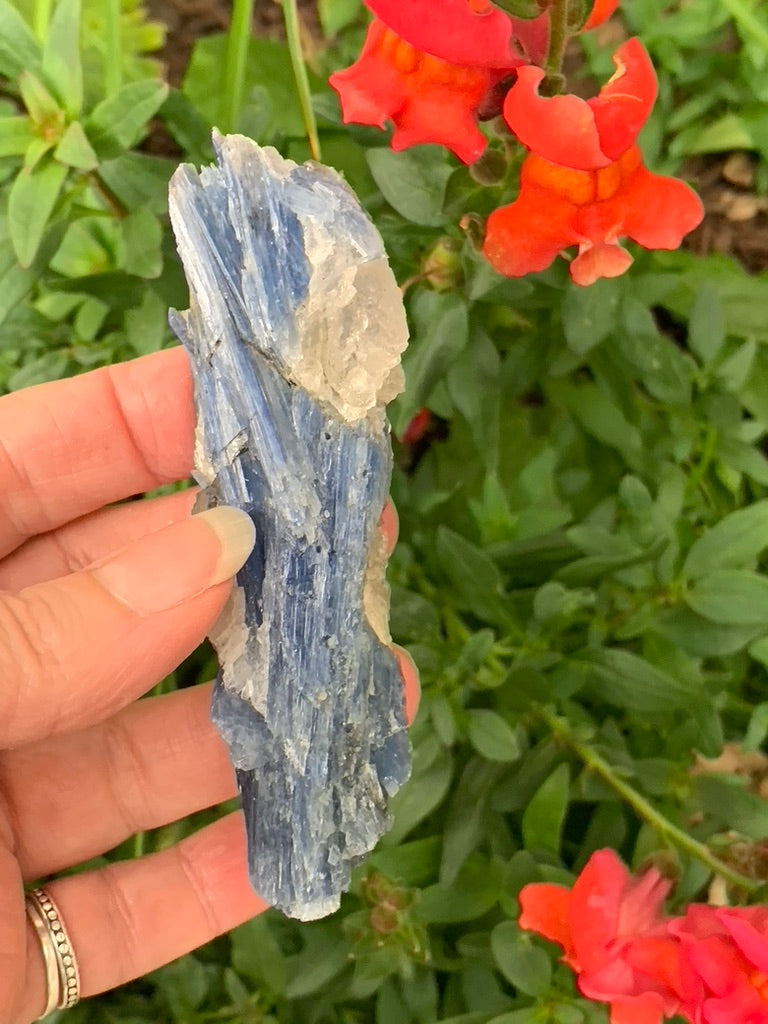 Blue Kyanite with Quartz natural - Brazil