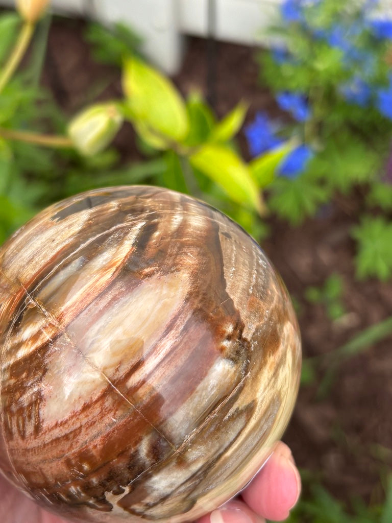 Petrified Wood Sphere - Madagascar