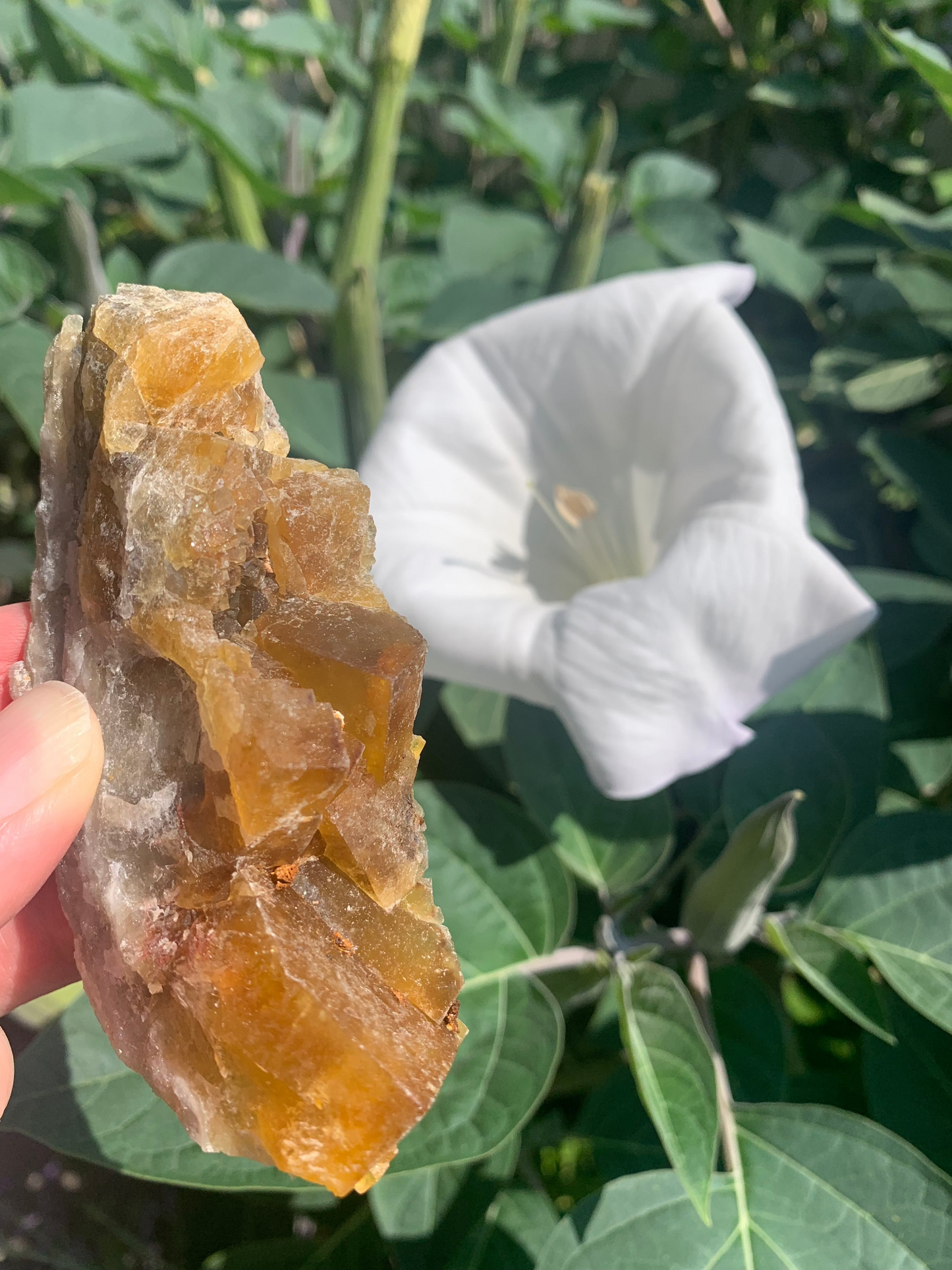 Cubic Yellow Fluorite cluster