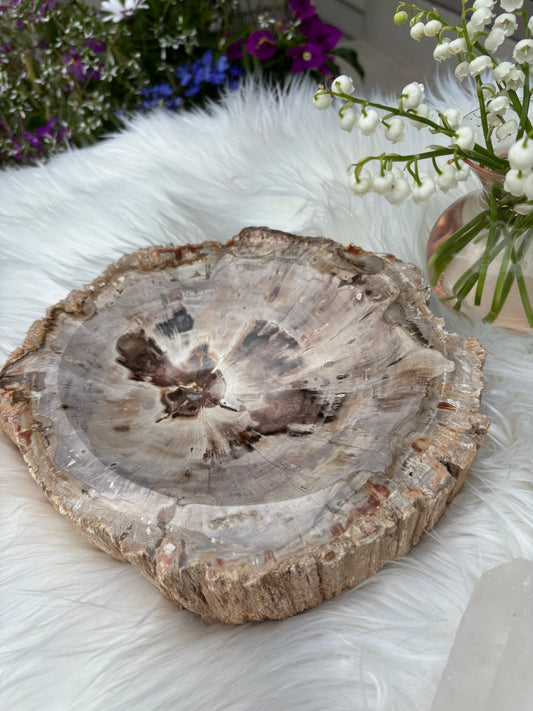 Petrified Wood Bowl  - Madagascar