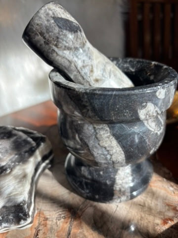 Orthoceras | Mortar and Pestle
