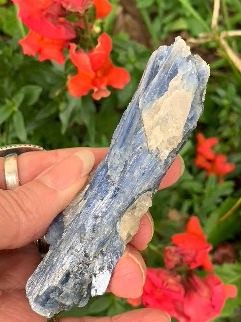 Blue Kyanite with Quartz natural - Brazil