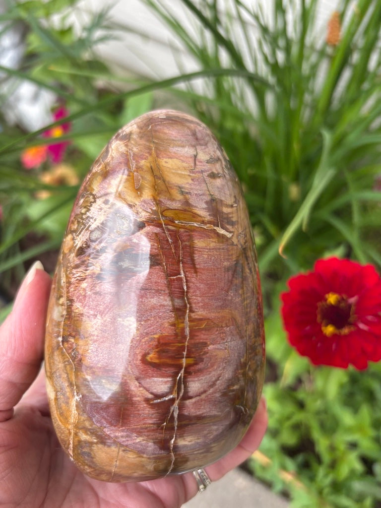 Petrified Wood - Free Form - Madagascar