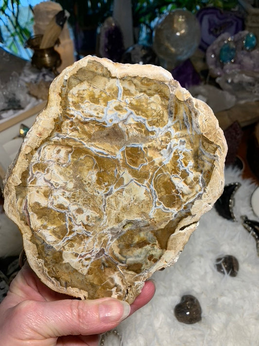 Petrified Wood charging plate - Madagascar