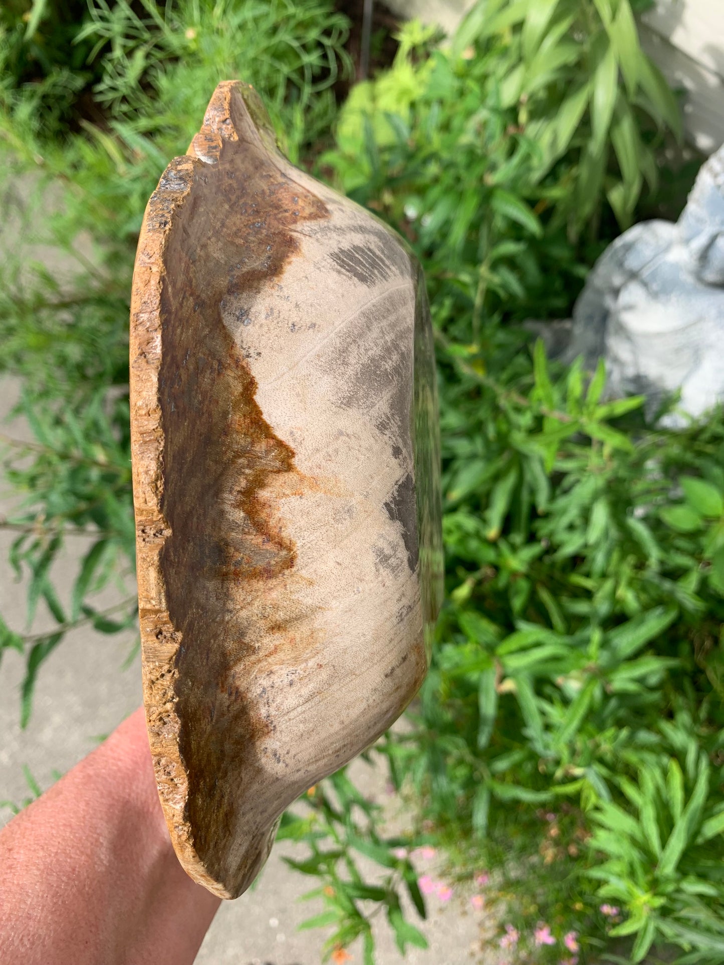 Fossilized Palm Root Bowl