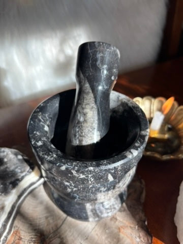 Orthoceras | Mortar and Pestle