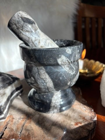 Orthoceras | Mortar and Pestle