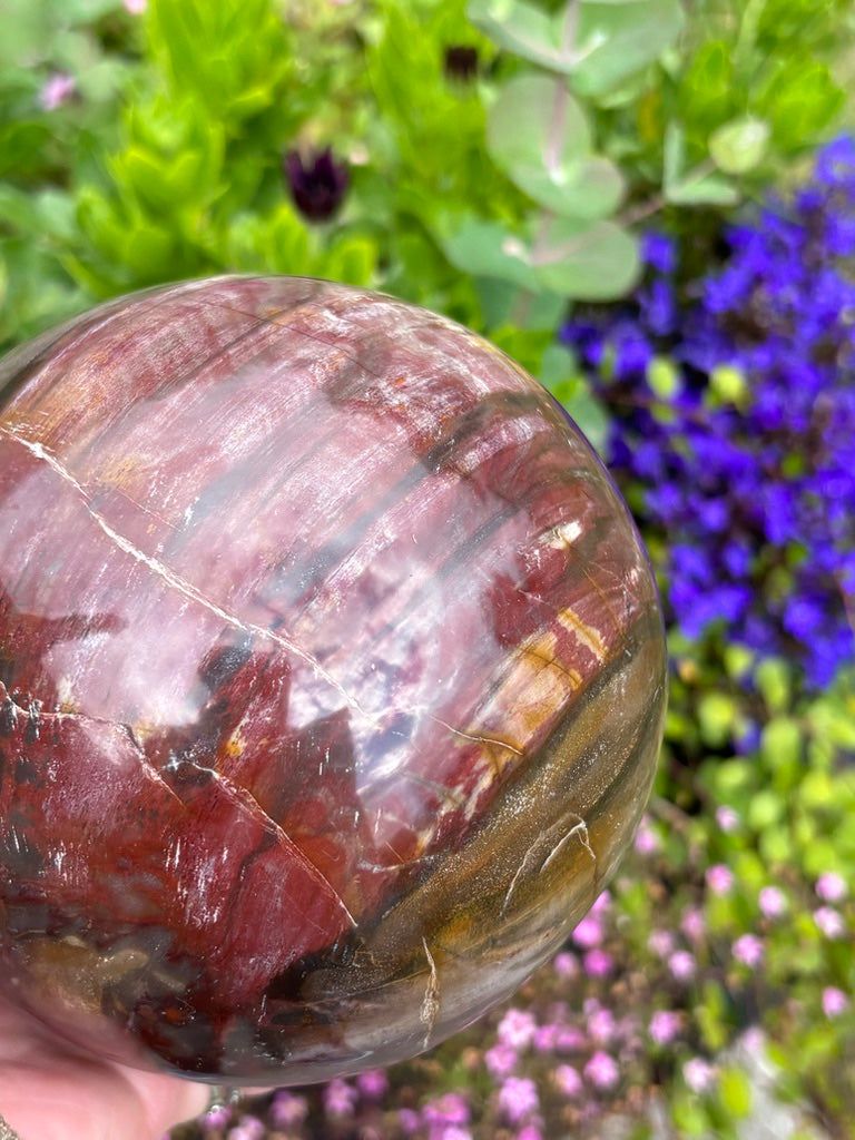 Petrified Wood Sphere - Madagascar