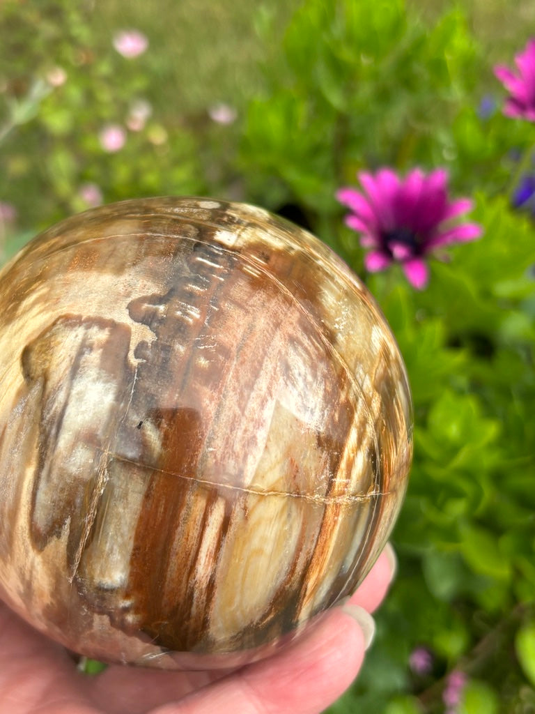 Petrified Wood Sphere - Madagascar