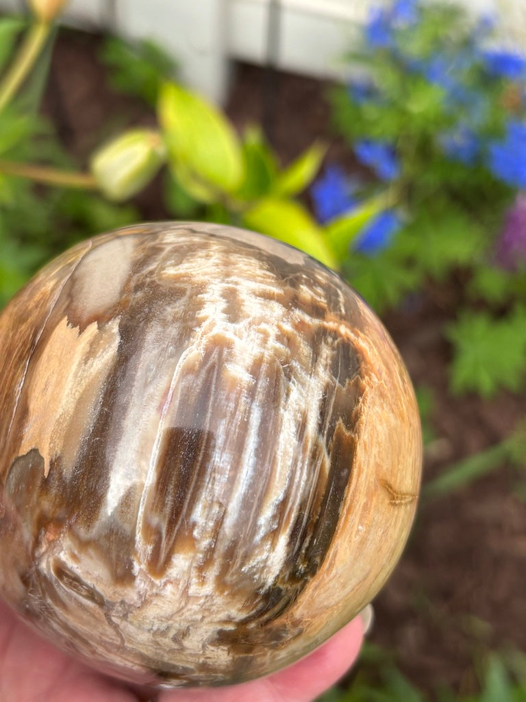 Petrified Wood Sphere - Madagascar